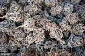  Maryam boti and the Real Rose Of Jericho or the botanical name  Anastatica hierochuntica 7 pcs