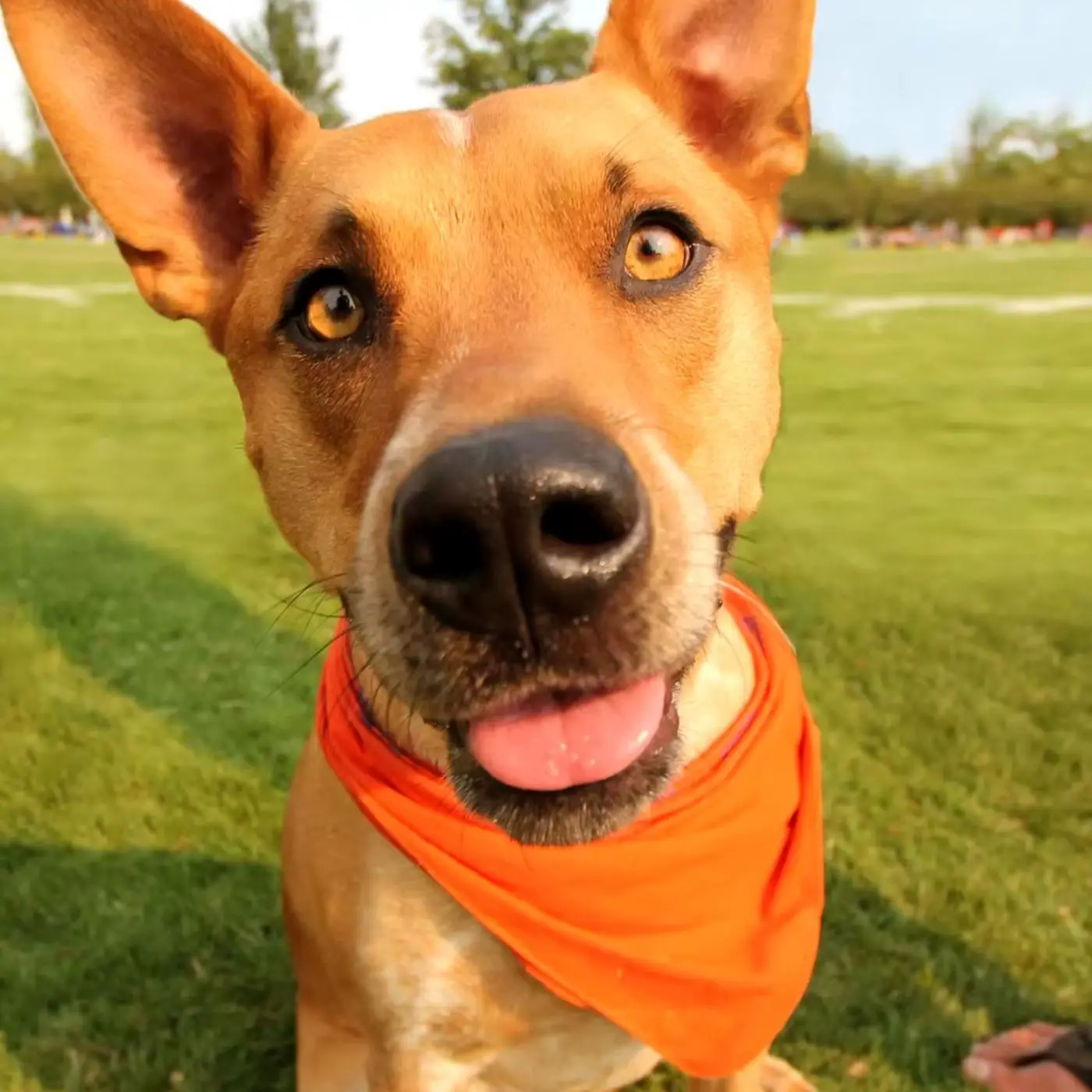 Pack of 3 Bandanas for Dog Polyester Solid Regular Size