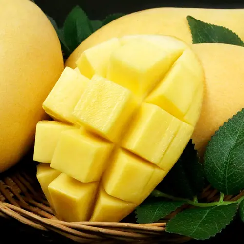 ★오늘특가★ 자연식탁 100%항공직송 달콤하고 부드러운 망고 고당도 태국망고 생망고 