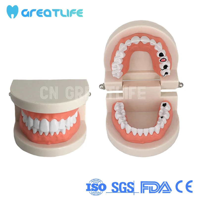 

Dentisit Student Studying Teeth Model Dental Typodont Teeth Model Practical False Dental Teeth Model