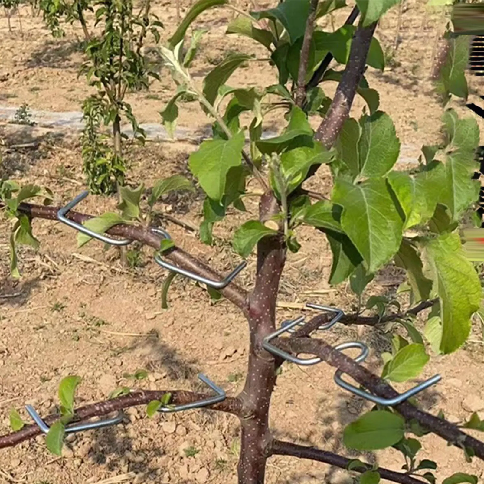 50 Pcs Tree Branch Puller Limb Frame Fruit Tree Puller Fruit Branch Spreader trees branch Support Frame for Cherries Fruit Trees