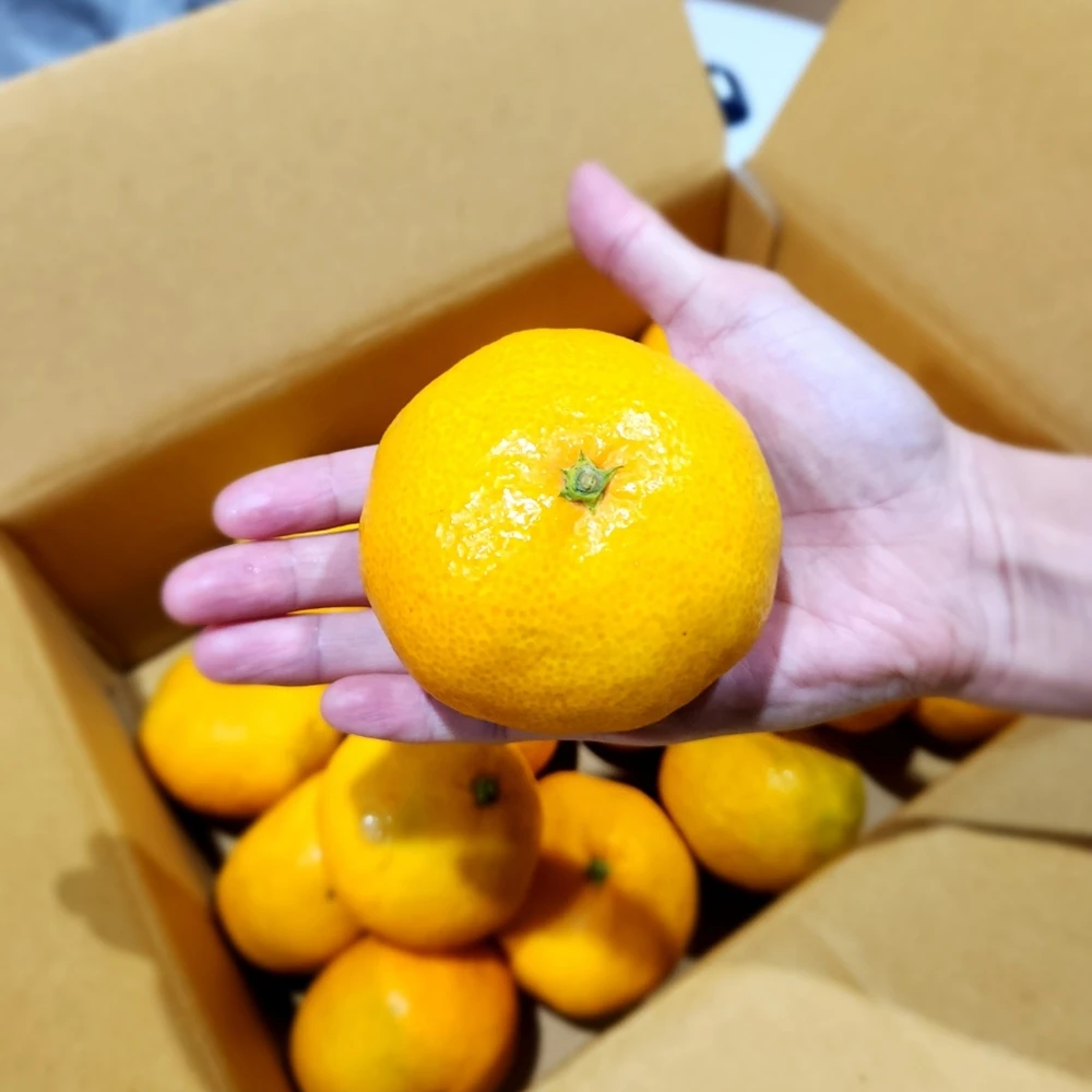 Songrim Jeju Mountain Direct Songcom Sweet and Sour Gosenojo Citrus (2LL or above) 3kg/5kg/10kg