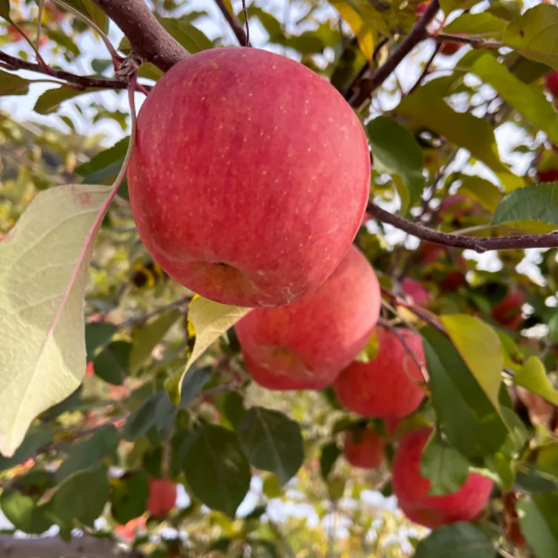 Gyeongbuk Hatbu Apple household 2kg 3kg 5kg