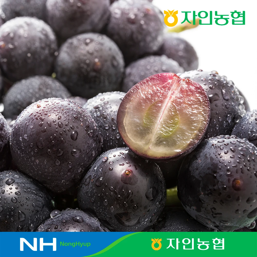 경산자인농협 경산 거봉 1kg (2수/수 당 500g 내외)