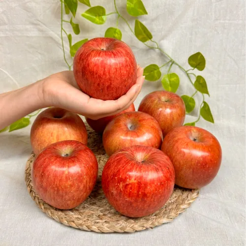 경북 햇 부사 꿀사과 (정품-개별망) 2-5kg / 산지직송