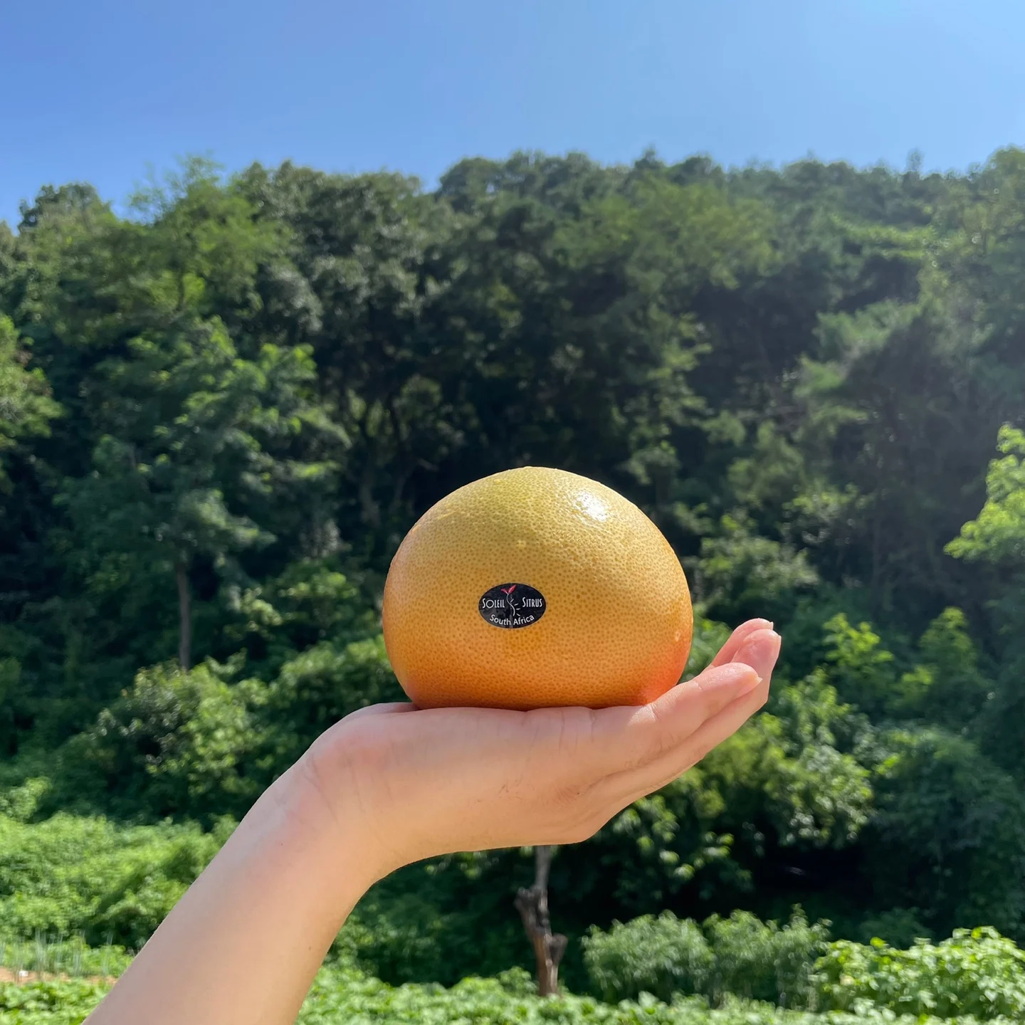 [마이달당] 자몽 2과(과당370g내외)