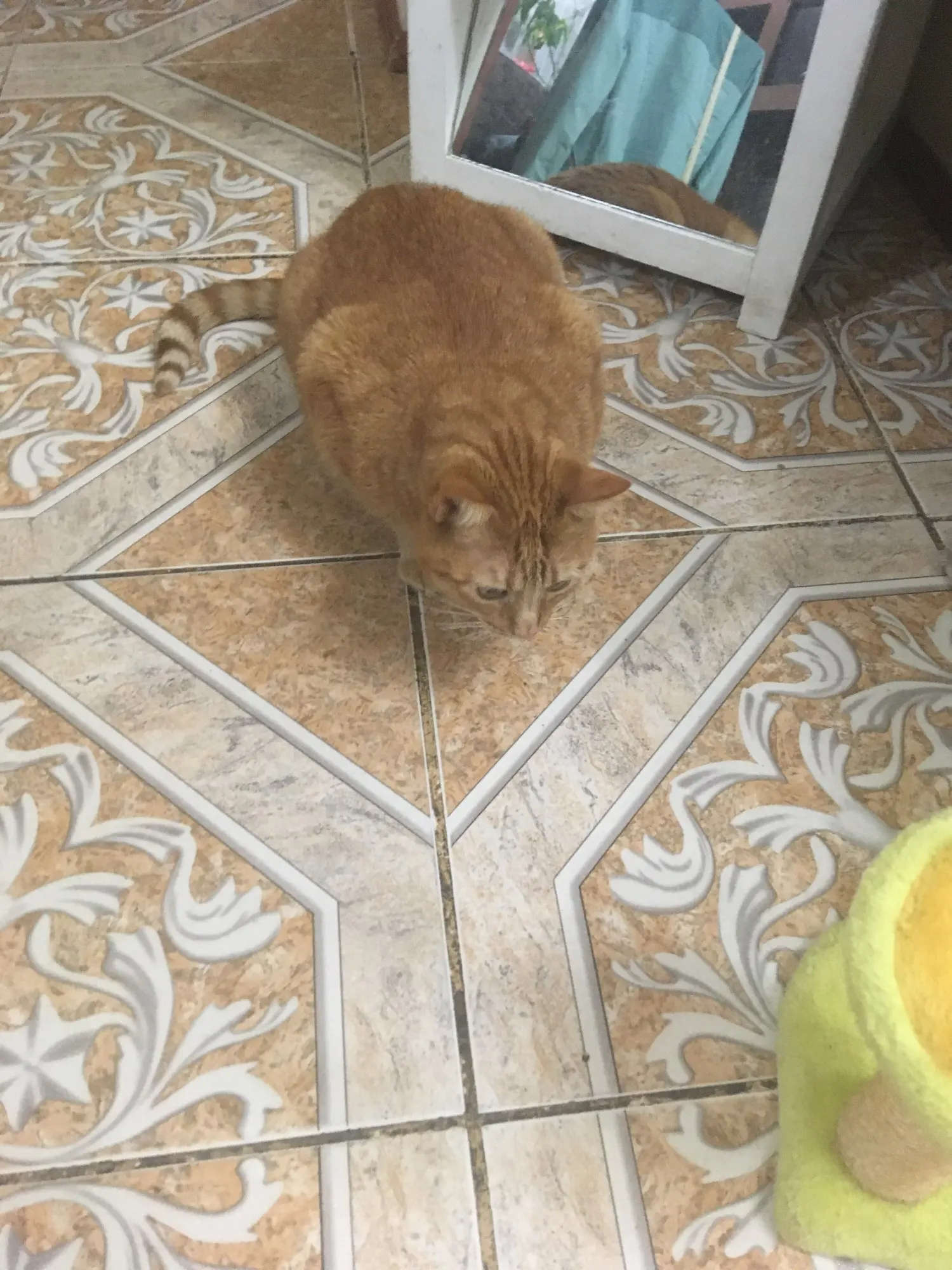 Customer review photo for Manual Pet Hair & Lint Remover Brush