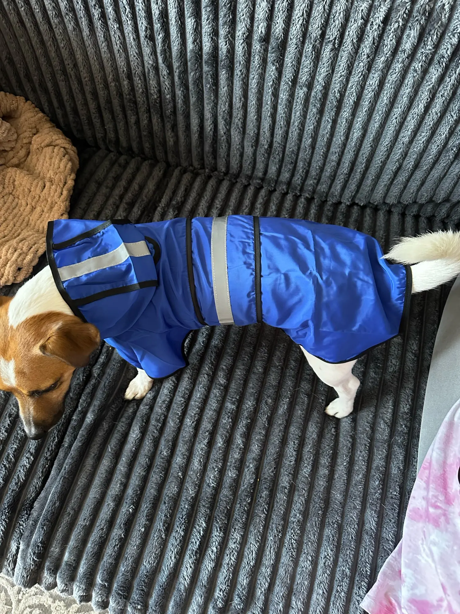 Customer review photo for Waterproof Dog Raincoat — Adjustable, Windproof & Hooded