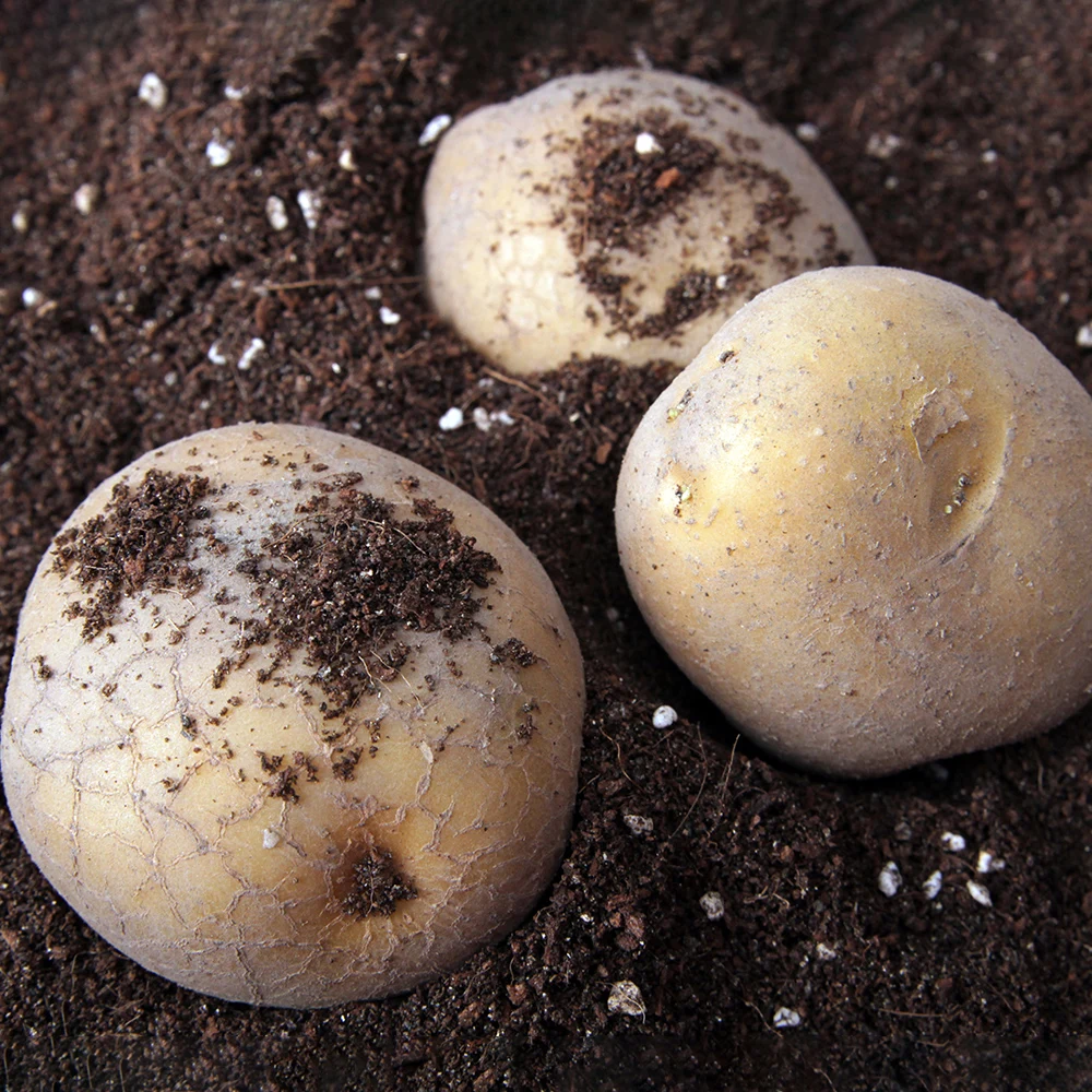 국내산 감자 달걀크기