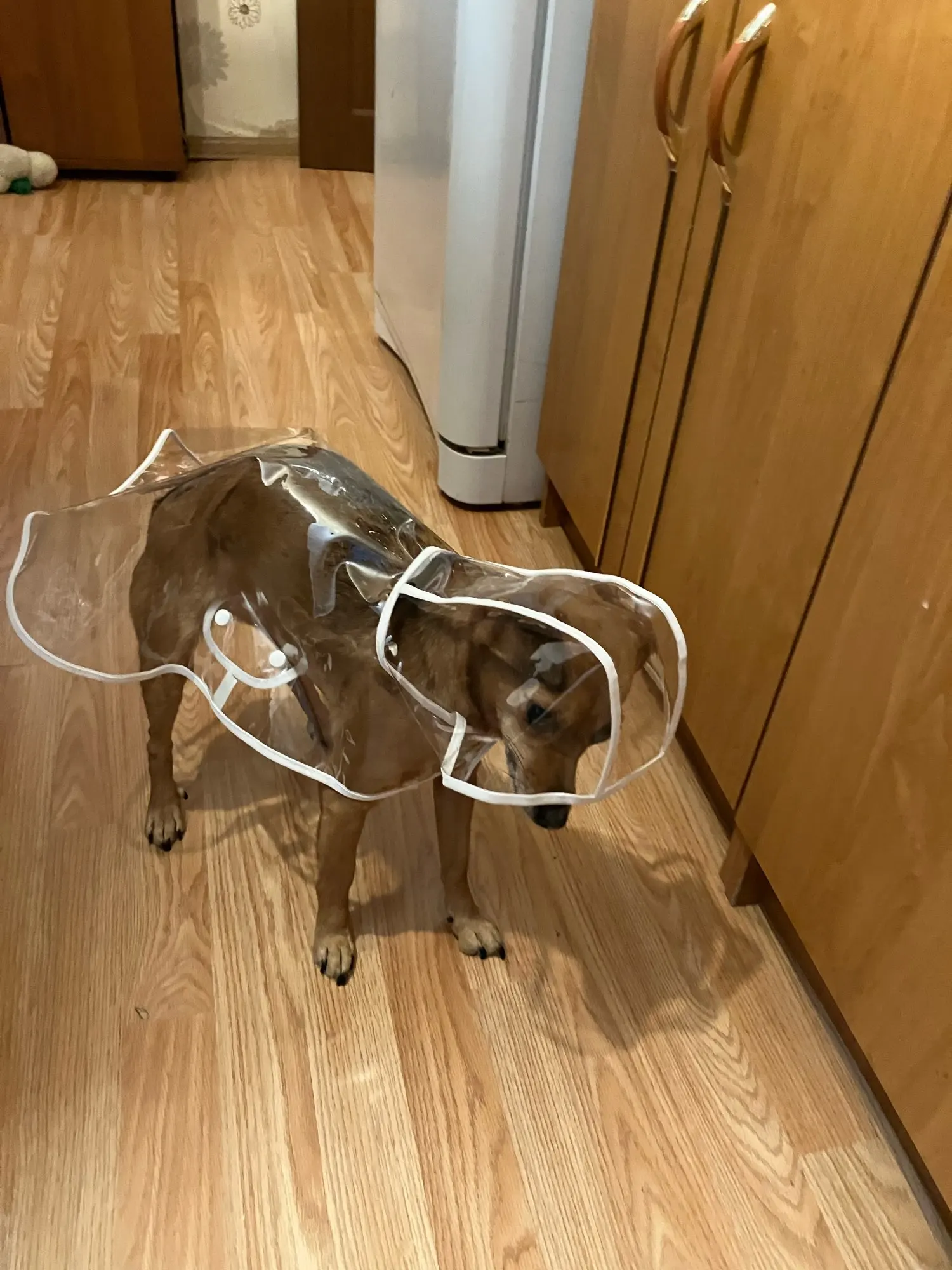 Customer review photo for Clear Water-Resistant Dog Raincoat with Harness Opening