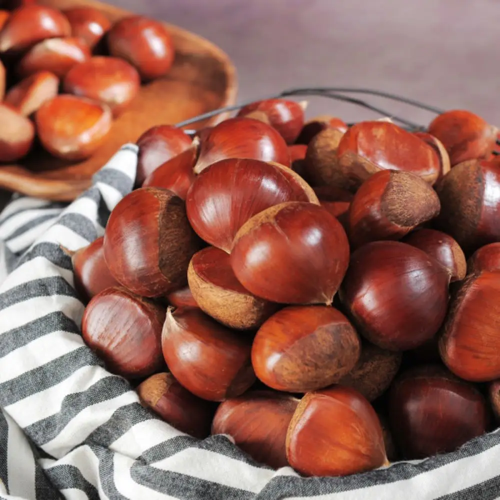 공주 산지직송 햇 알밤