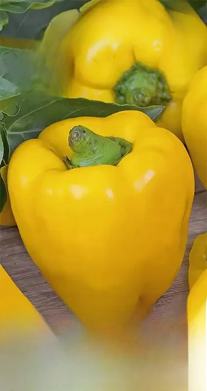 Tesla poivre F1 20 graines graines de poivre végétal VegAna