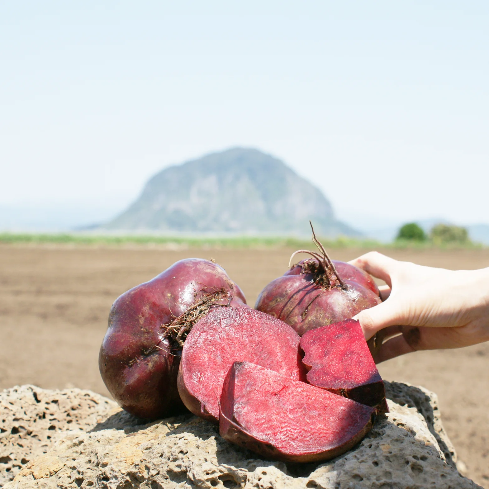 [유기농]제주 오가닉스 레드비트즙 NFC 착즙 주스 100% 원액 100ml x 30개입