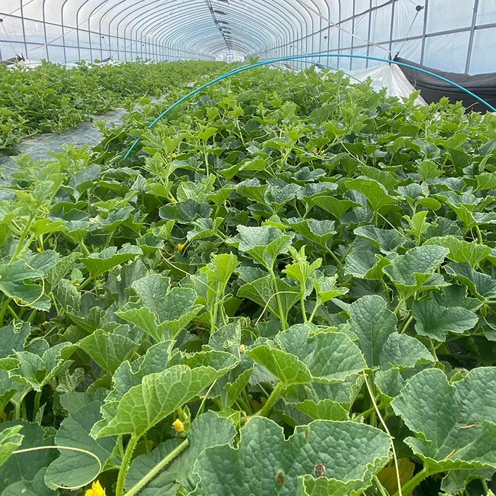 24년 성주 못생겨도 꿀 참외 못난이 사이즈 혼합 실중량 3kg 4.5kg 10kg