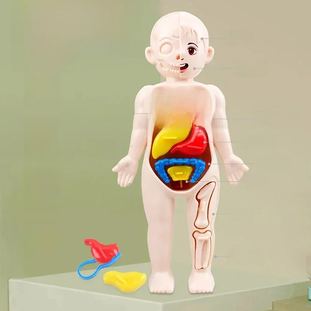 Montessori brinquedos crianças ciência educação corpo humano órgão anatomia modelo diy montado