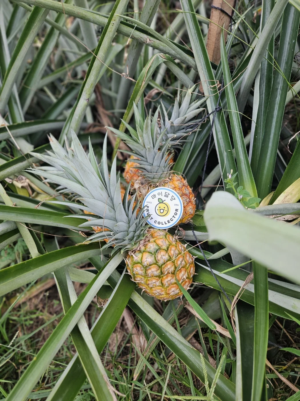 [마이달당] Dole 파인애플 2수 2.4~2.8kg 내외