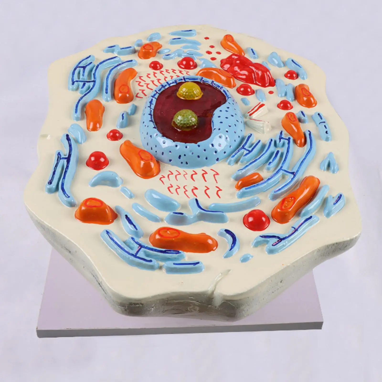 Modelo de anatomia celular, kit científico de organelas principais, estrutura microscópica, modelo de ensino portátil para estudo, sala de aula, biologia