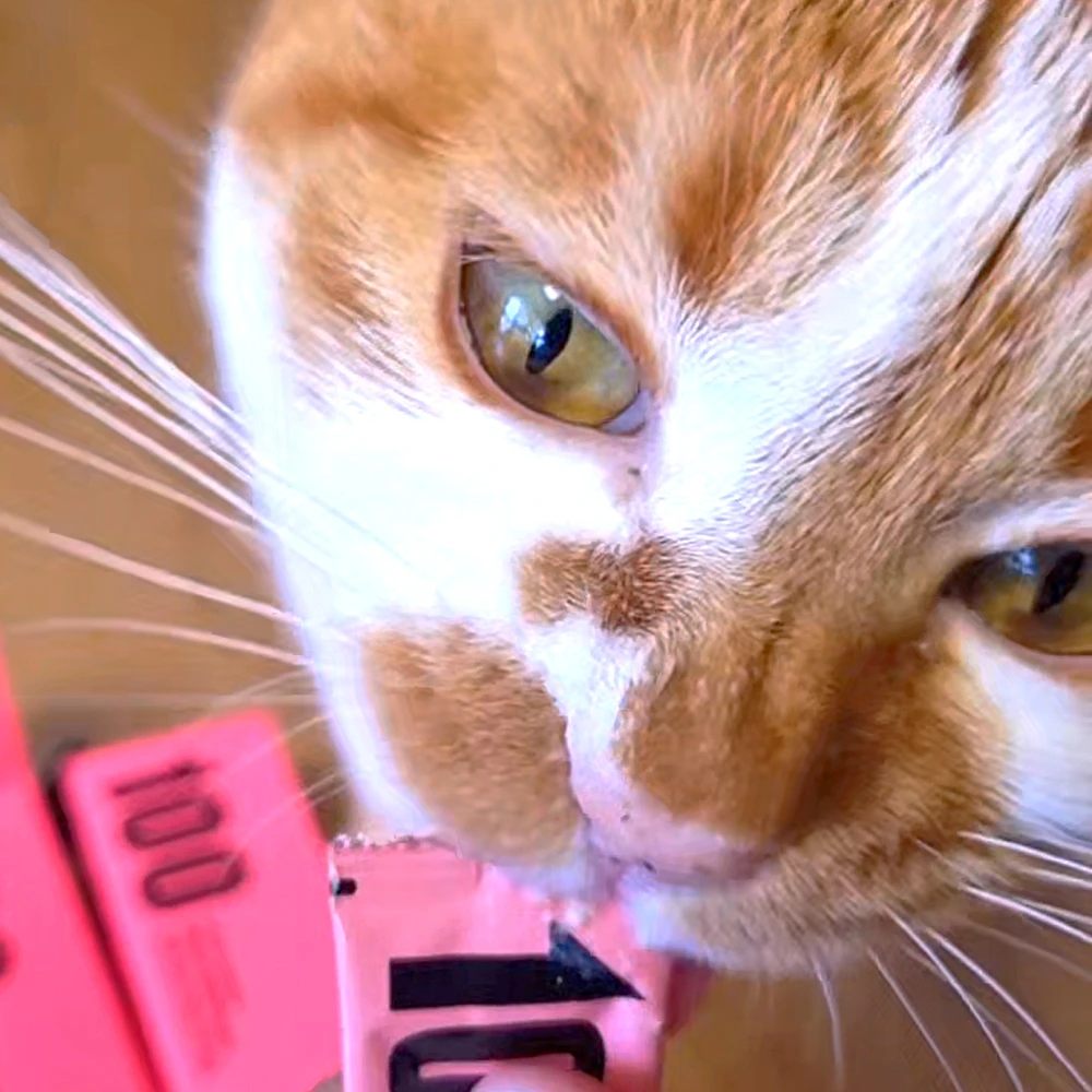 Water-free, stock-filled 100 churns cat snack