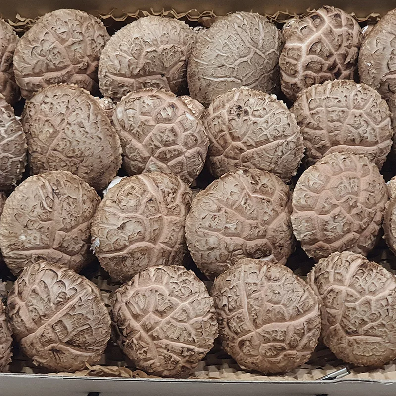 (GAP-Zertifizierung) Zähe Textur und prächtiger Duft! 1 kg pestizidfreie Shiitake-Pilze