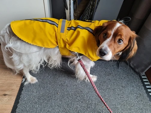Customer review photo for Waterproof Dog Raincoat — Adjustable, Windproof & Hooded