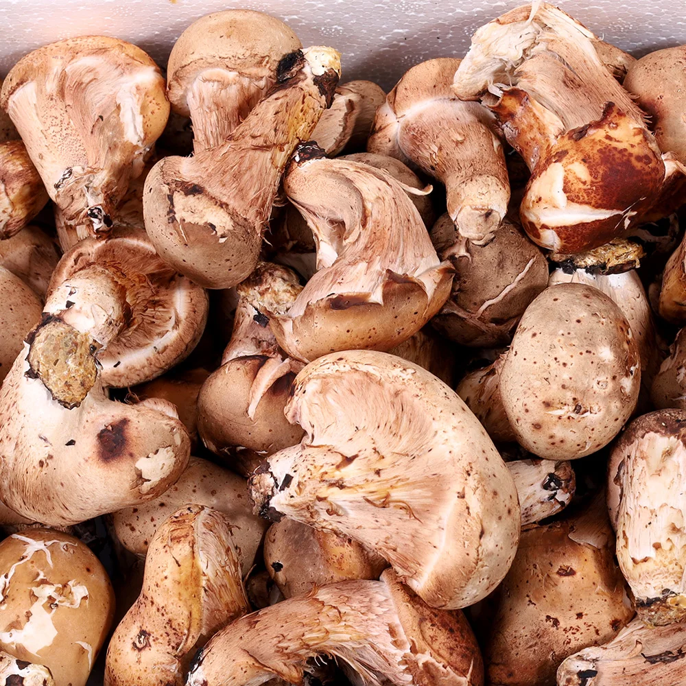 Sanarae, Domestic sesame mushrooms chamsongi mushrooms (for home use) 500g