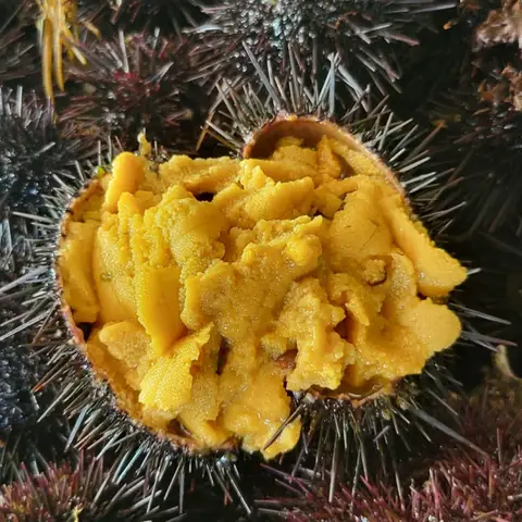 [푸디앤] 제철 성게알 우니 100g /국내산 수입산 / 고소하고 담백한 겨울 제철 말똥 성게알