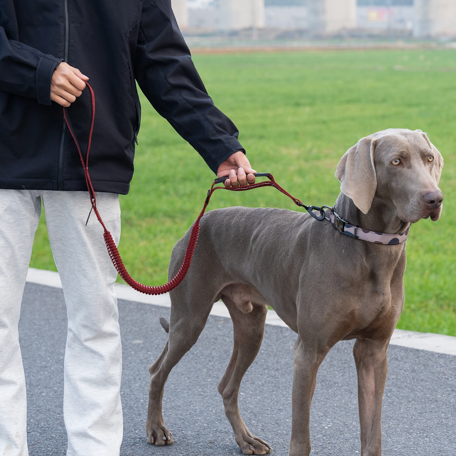 Taktische Hundeleine Robuste Reflektierende Starke Anti-Zug Bungee-Leine für Mittelgroße und Große Hunde mit Komfortablem Gepolstertem Doppelgriff – Detail 9