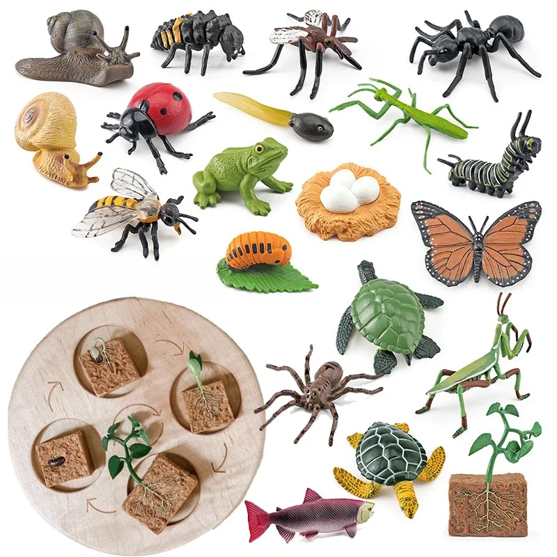 AliExpress Animal Life Cycle Board Children Toys Montessori Teaching Aids Plant Animal Growth Cycle Model Set