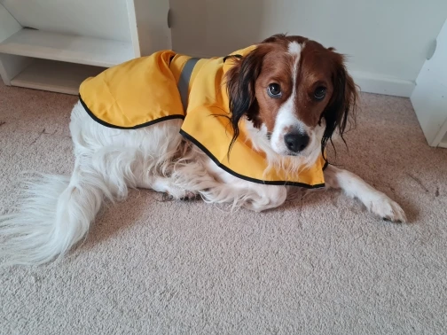 Customer review photo for Waterproof Dog Raincoat — Adjustable, Windproof & Hooded