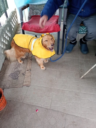 Customer review photo for Waterproof Dog Raincoat — Adjustable, Windproof & Hooded