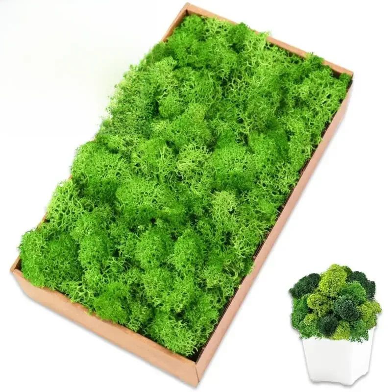 Plantes vertes artificielles 50/30/10g, vie éternelle, mousse, herbe, décoration de jardin de maison, Mini paysage, fausse fleur, bricolage, cadeaux artisanaux, nouvelle collection