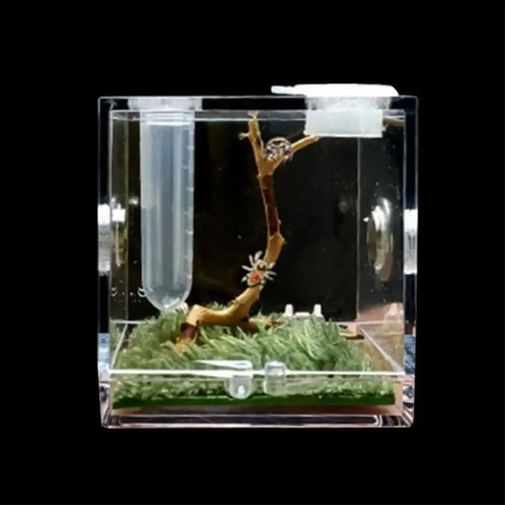 Cage de boîte d'élevage en acrylique pour habitat d'araignée sautante, pour araignées, petits insectes
