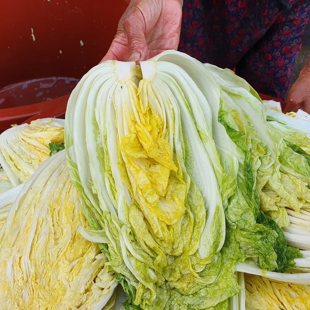 Low-temperature ripening Jeolla-do aged kimchi 2kg 5kg 10kg