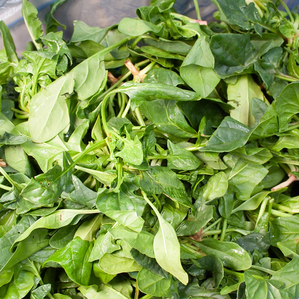 Salad Vegetables, Spinach, South Sea island super-Spinchi 1kg/2kg/4kg