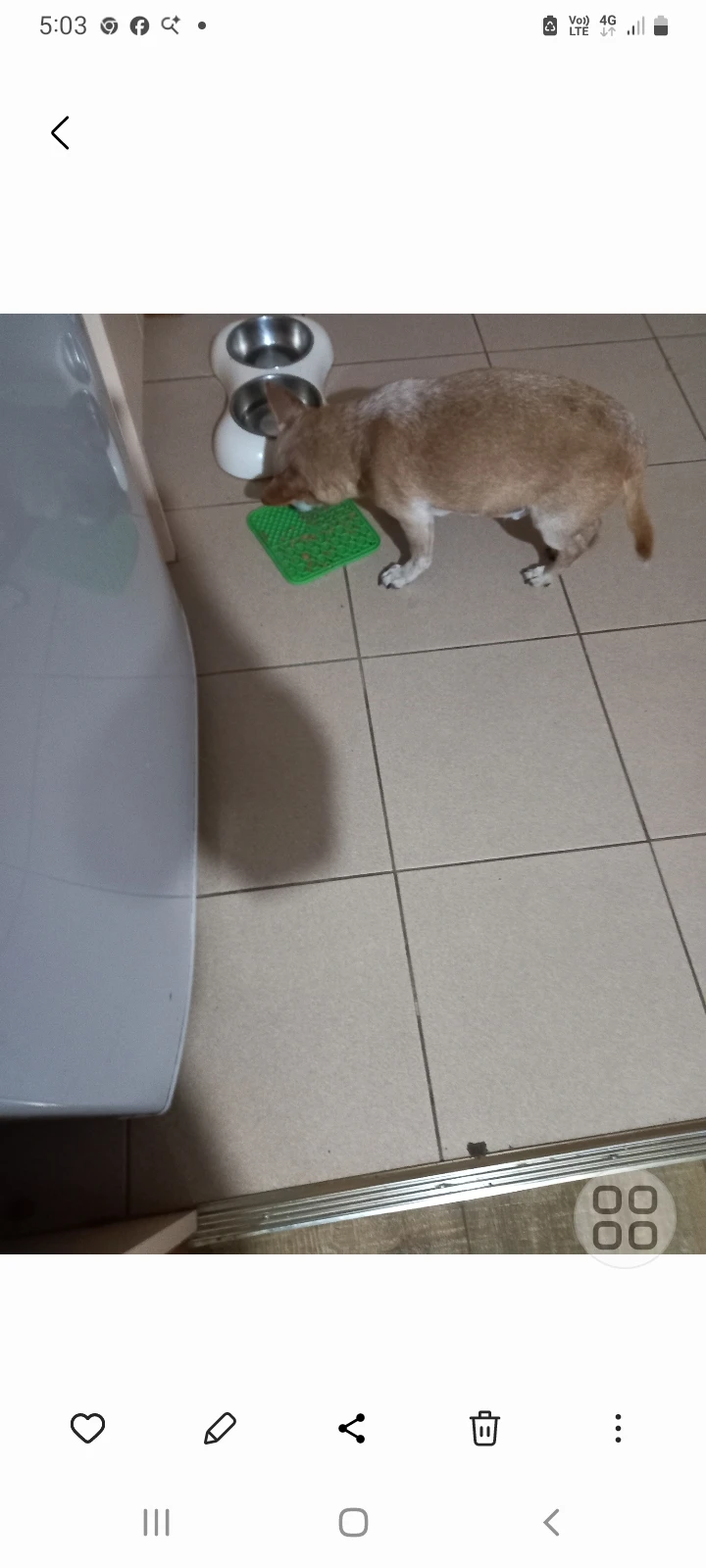 Customer review photo for Dog Lick Mat with Suction Cups
