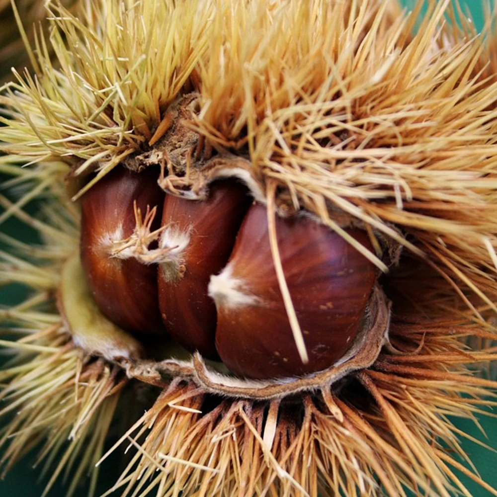[Ochelin] Sweet and Savory Calzip Yagdanamul (Korean Chestnut) 1Kg+1Kg / Chestnuts