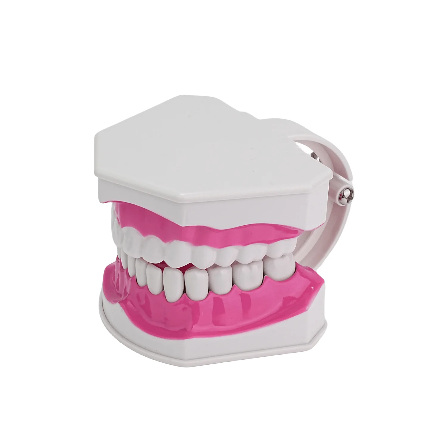 

Standard Teeth Model, Kids Dental Teaching Study Supplies Adult Standard Typodont Demonstration Teeth Model