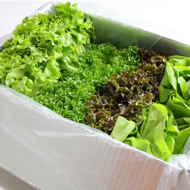 [المزرعة الصحيحة] سلطة أوروبية خالية من المبيدات 1 كجم (3 أنواع عشوائية)