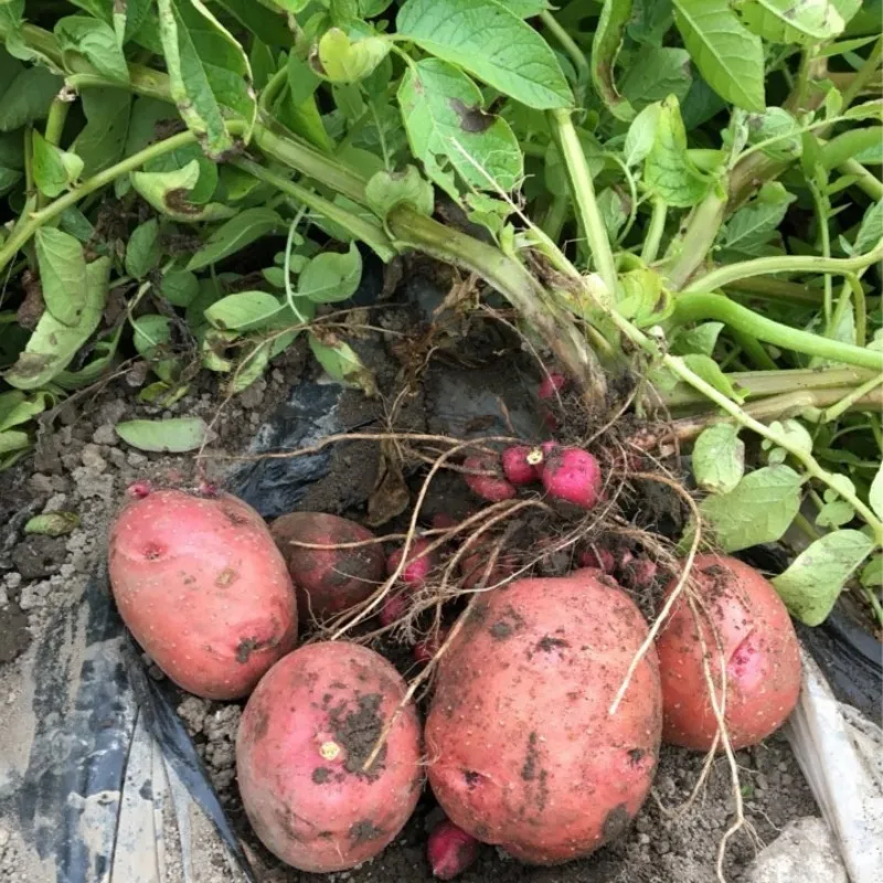 [Poodiane] Goesan self-inspired potatoes 3kg-10kg/purple potatoes for salads that foodists like to eat raw