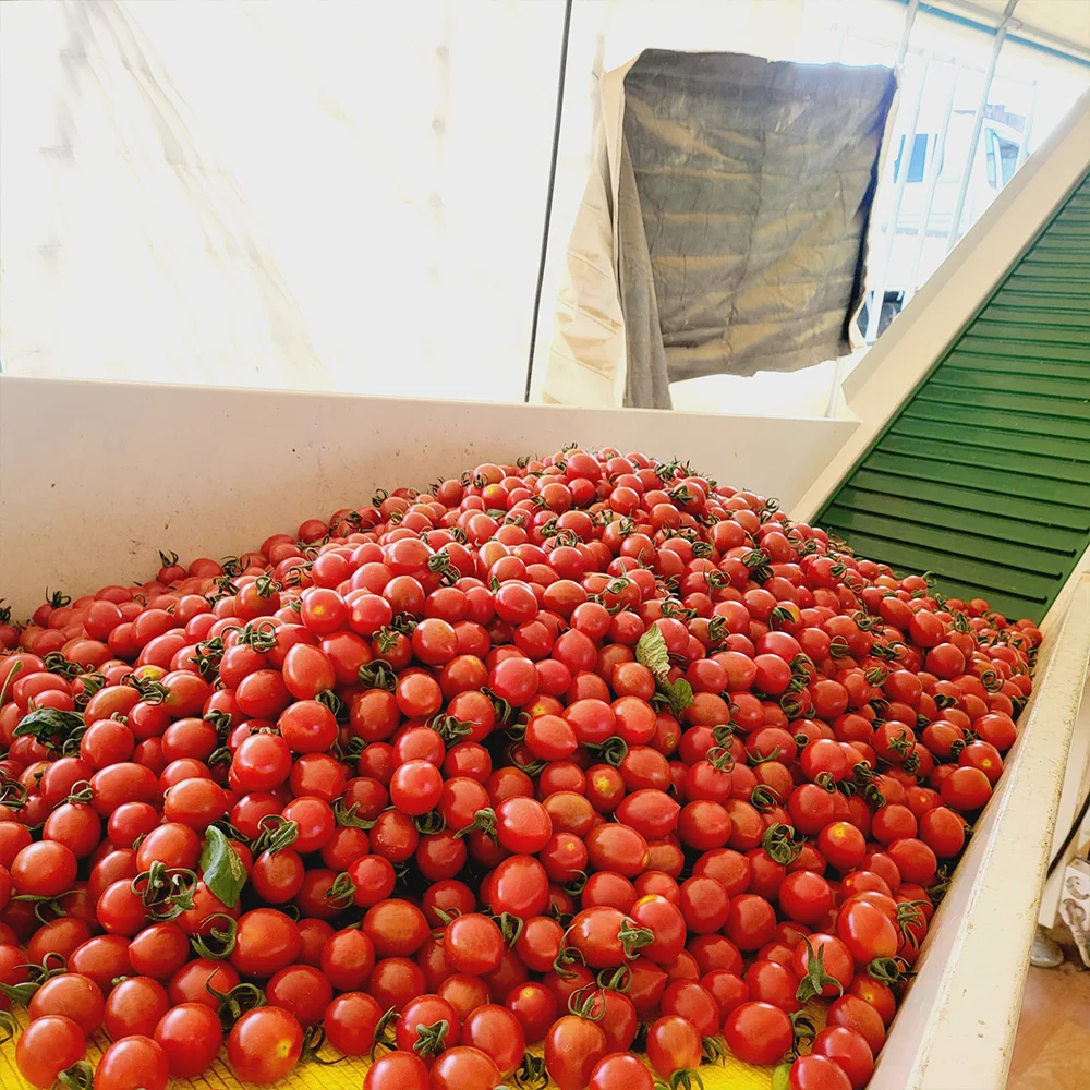 عناب محلي ممتاز ، سكر ليمون حلو وحامض ، عالي ، 1 ، 2 ، 2 ، الاختيار الثالث