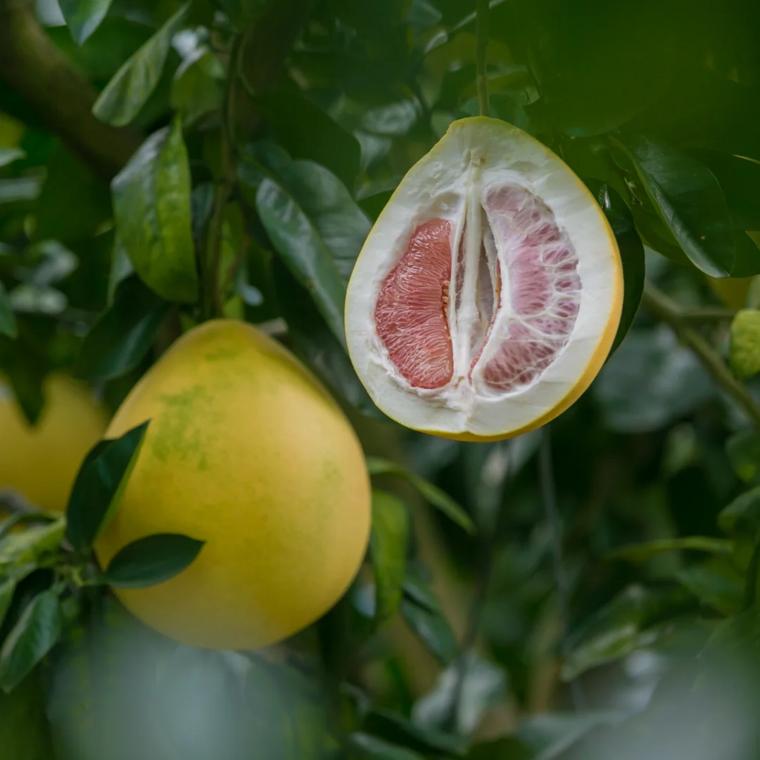 Pomelo rosa de Vietnam, Pomelo rosa de Vietnam (1 y 1kg), envío gratis, distribución emergente