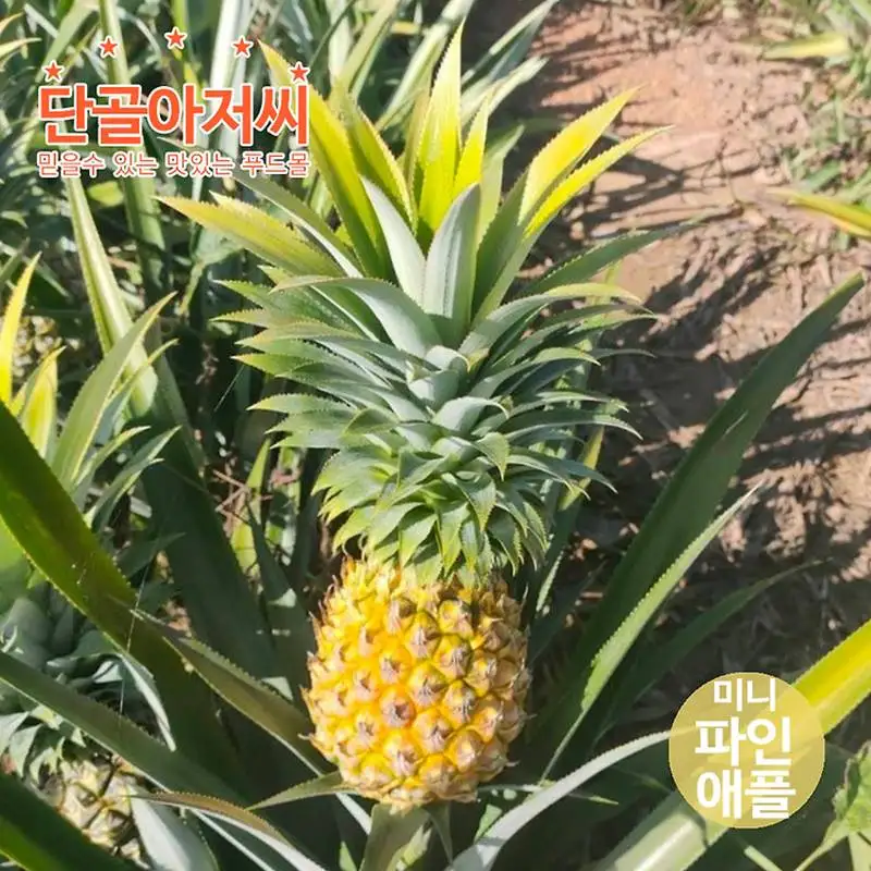 미니 파인애플500g(4-6과) 냉장푸레 작지만 깊은 달콤함 전문가의 손질 껍질제거한 신선하고 풍부한 과육