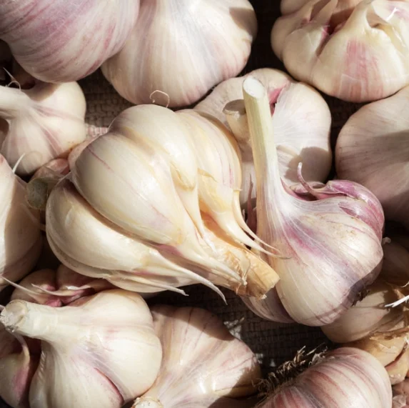 2025 Raccolta di aglio fresco Haenam