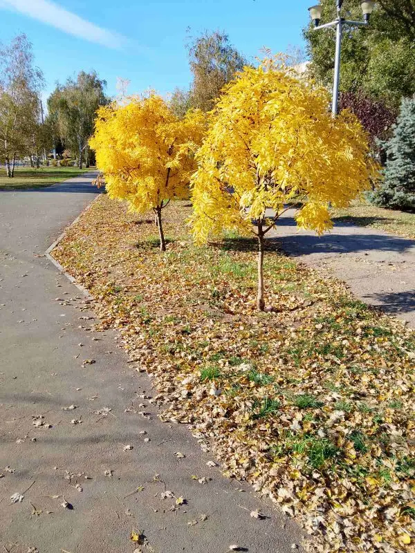 VONTAR R5 ATV Android14 TV Box Realtek1325 Support AI-PQ AI-SR HDR10+Wifi6 4K HD 2.1b AV1 100M LAN Media player Set top box photo review