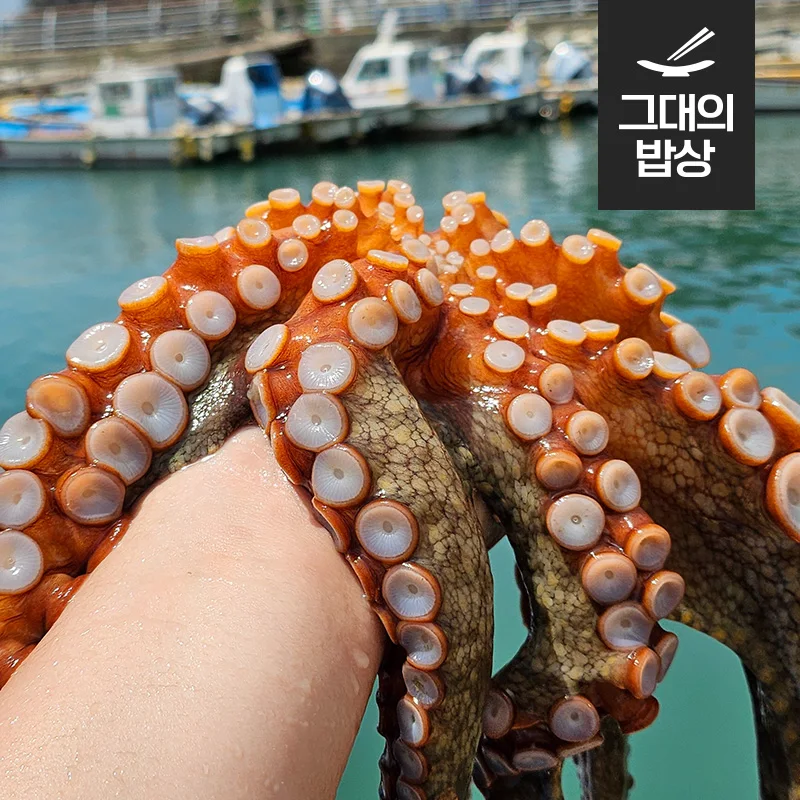 أخطبوط من حجر تونجويونغ ، 1-4