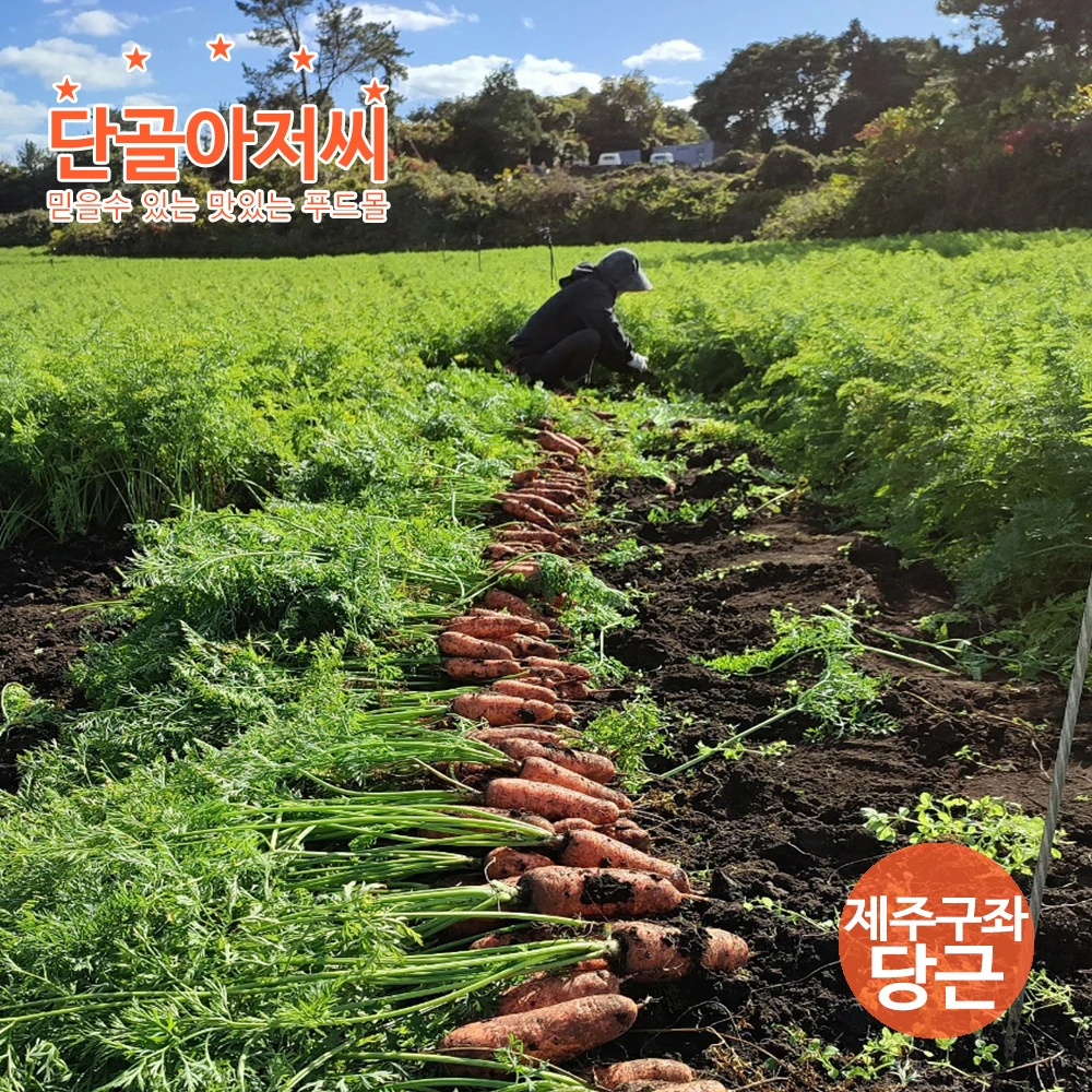 제주 구좌 흙당근 (중) 2kg 부터 높은당도 아삭하면서 부드러운식감 제주산지직송