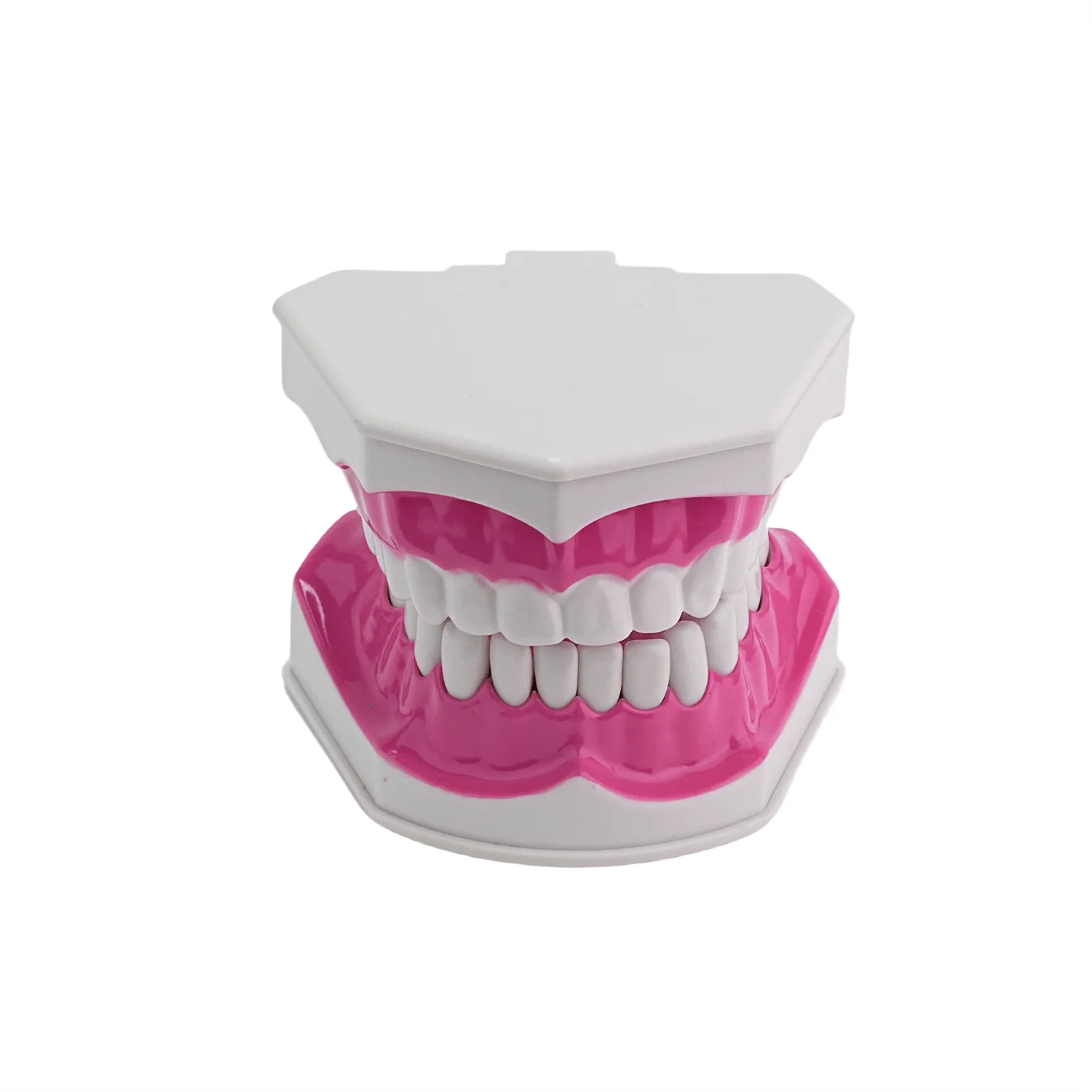 Dental Typodont Dentes Modelo, Dente removível Ensinar Prática Modelo, Ensino Estudo, Demonstração Modelo