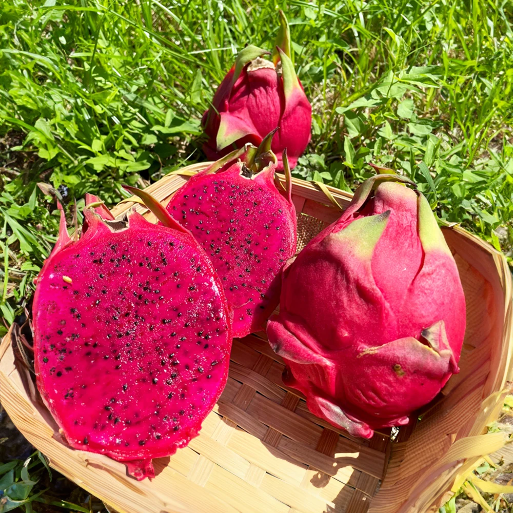 Descubre todo sobre el juer: El fruto exótico que está revolucionando AliExpress