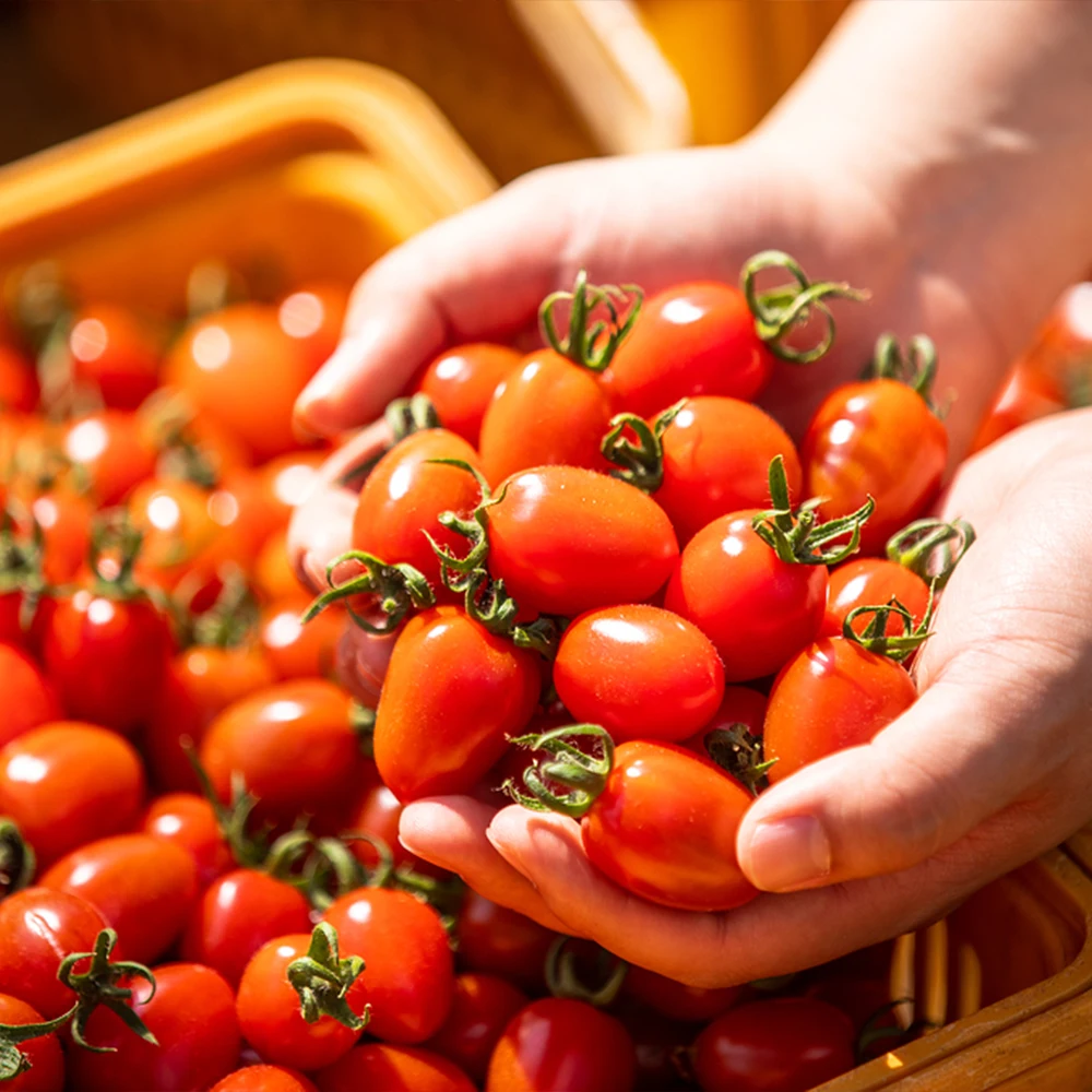 Jujube Tomates Cereza Fecha Tomates Cereza 2kg