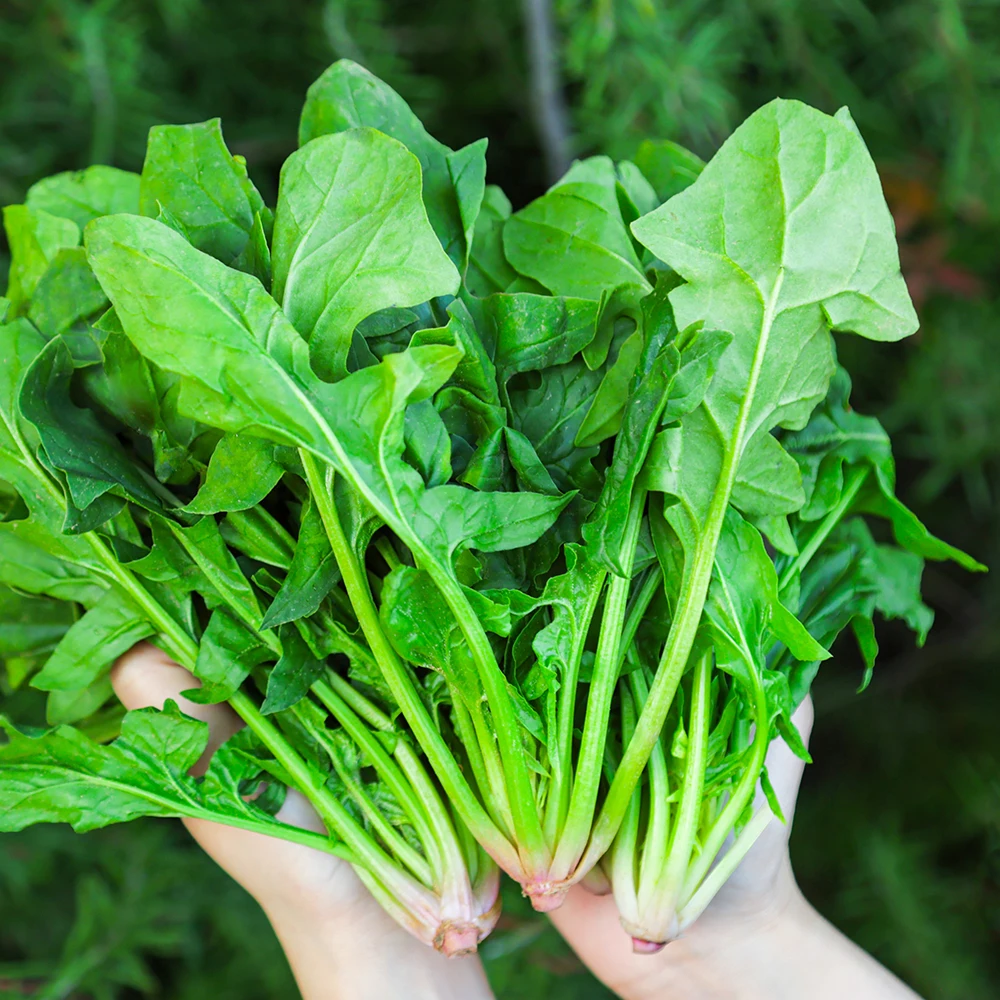 South Sea Spinach water parsley